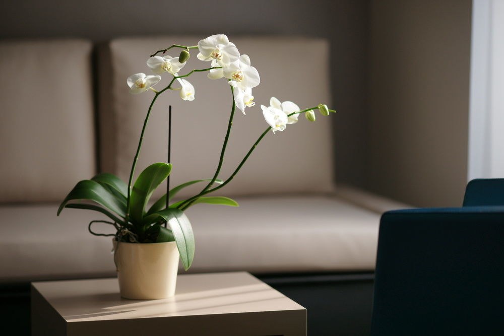 CASCADA BOUTIQUE HOTEL photo 1