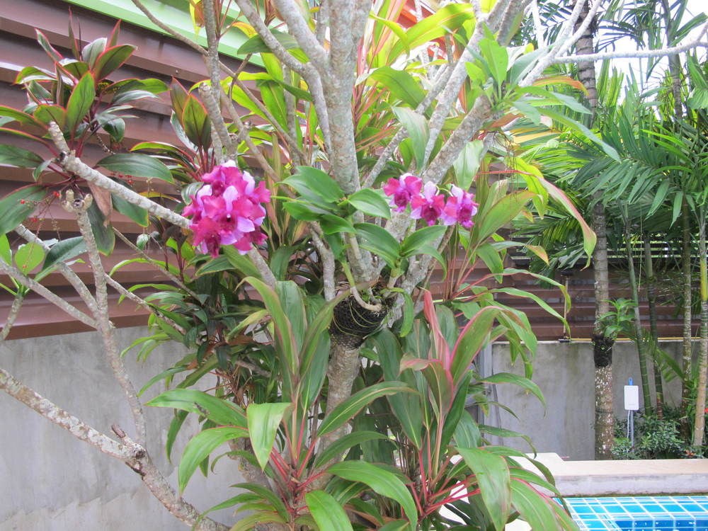 APASARI KRABI photo 1