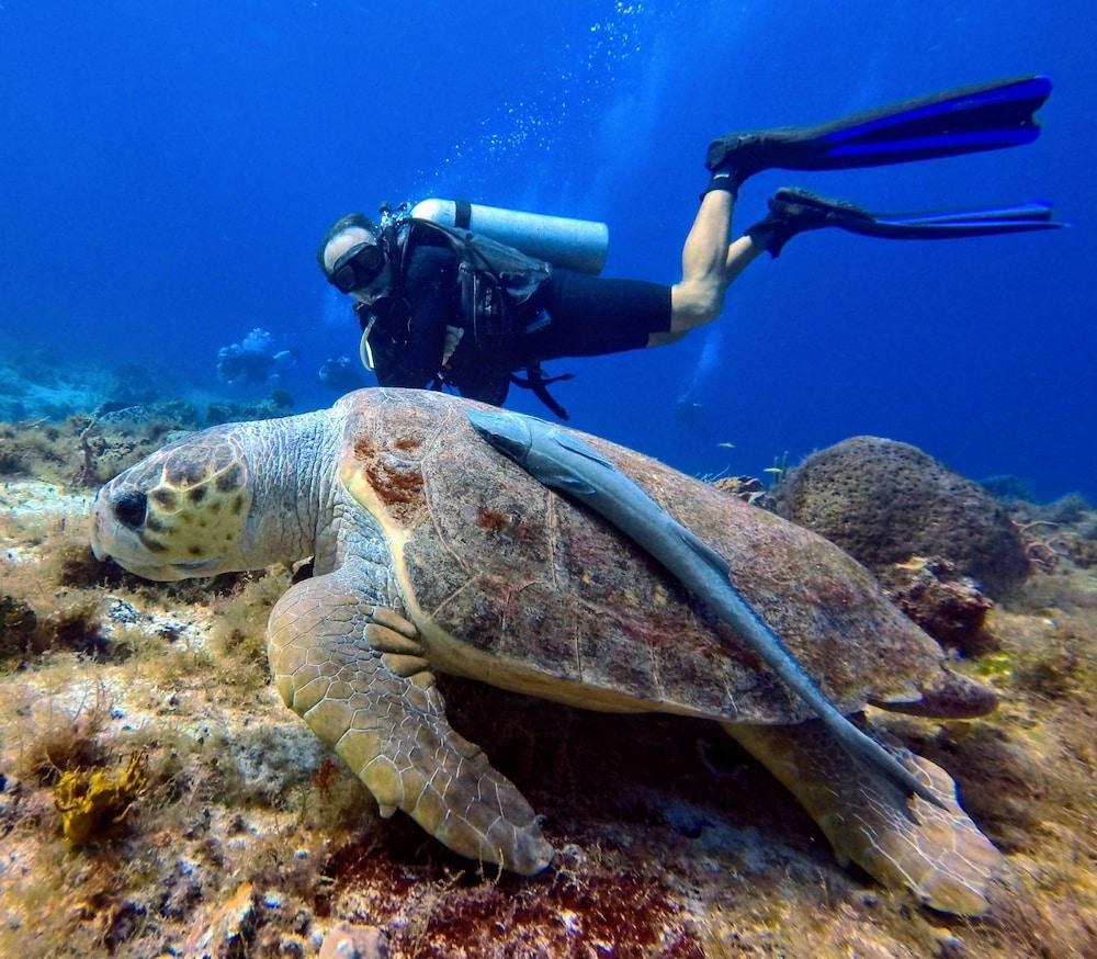 Casa del Mar Cozumel Hotel & Dive Resort photo 3