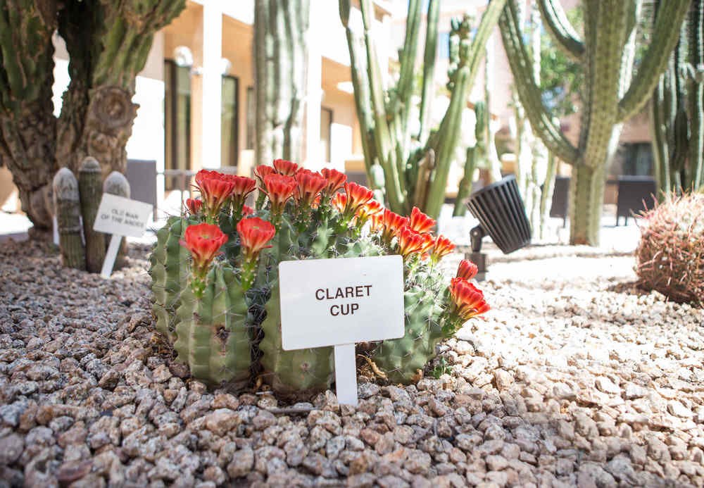 COURTYARD PHOENIX MESA photo 3