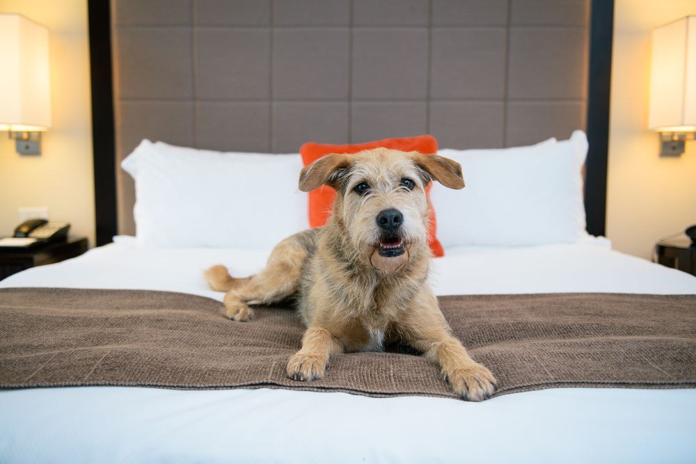 CANDLEWOOD SUITES CHARLESTON - NORTHWOODS