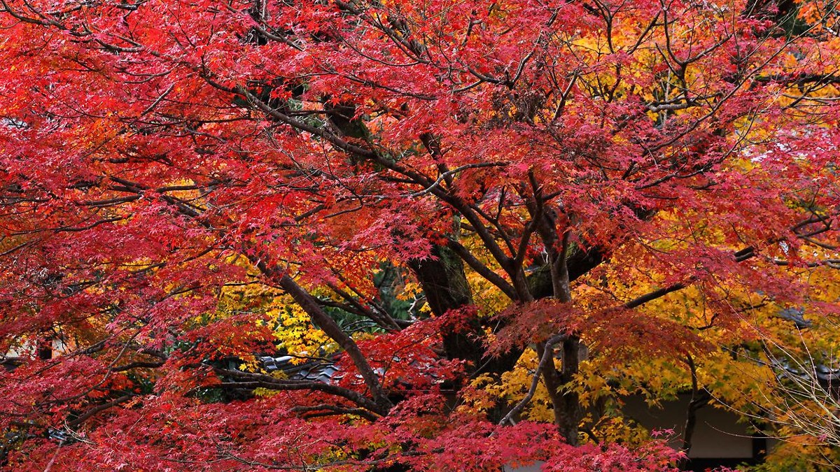 Ohara no Sato Onsen (ex Kyoto Ohara no Minshuku Ohara Onsen Oohara-no-sato) photo 3