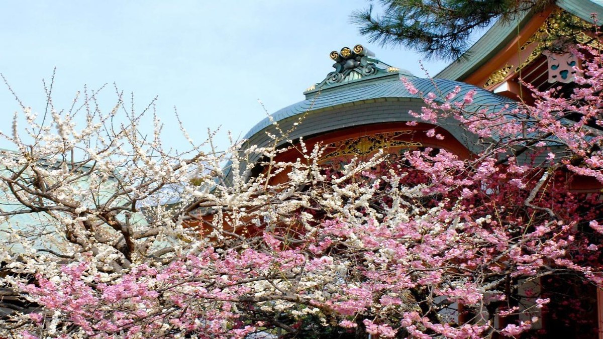 Sun Members Kyoto-Saga photo 4