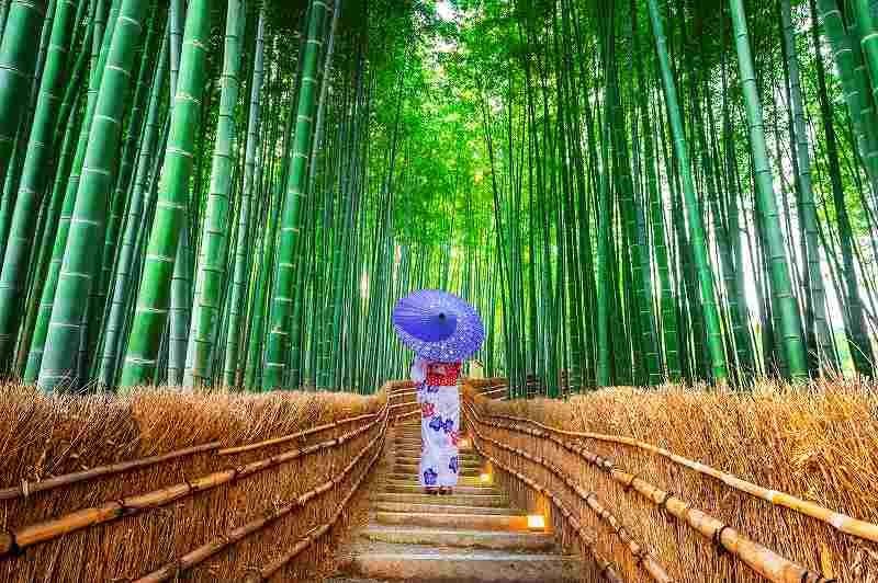 Stay SAKURA Kyoto Nijo Season photo 4
